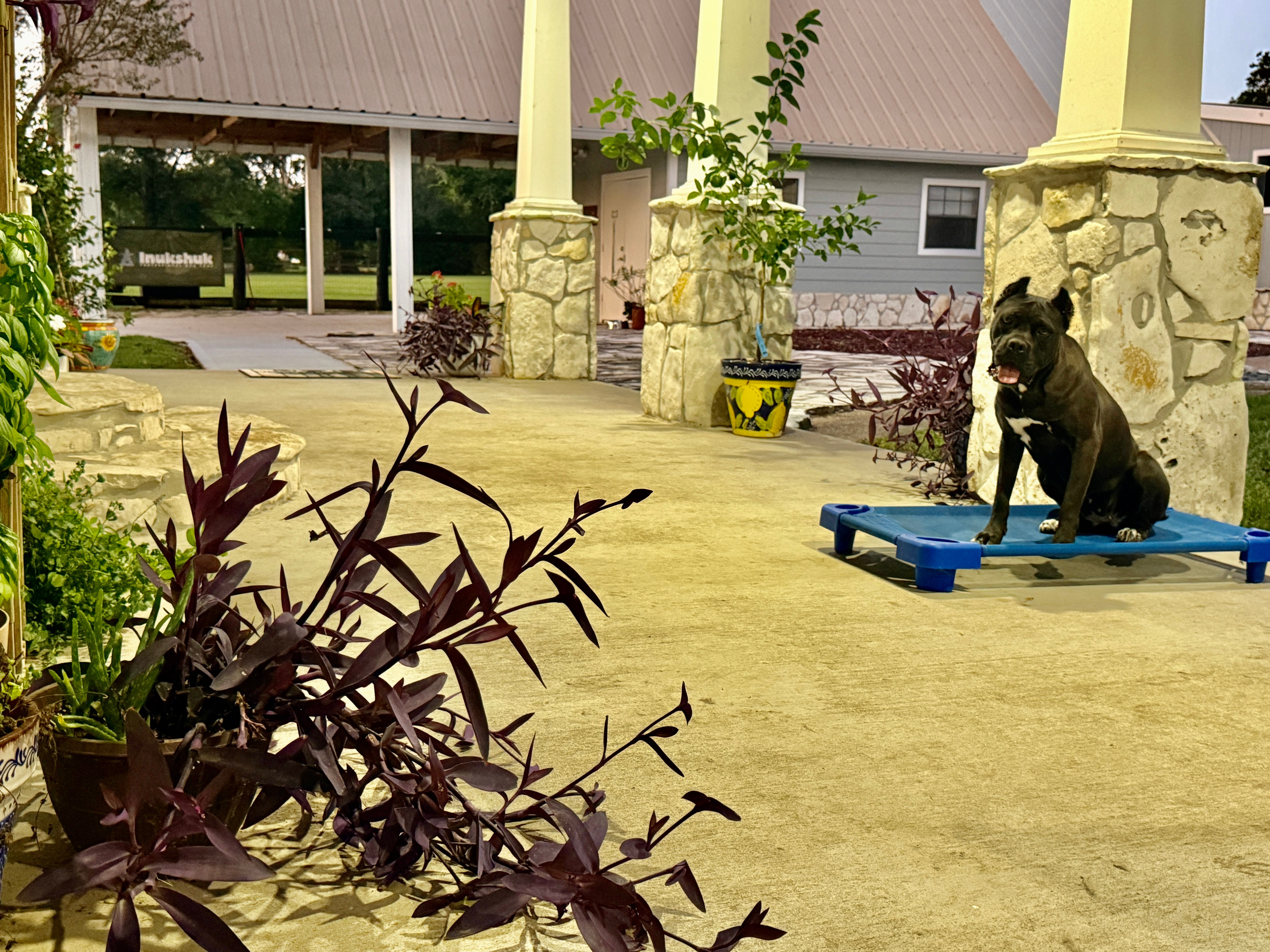 Professional dog training equipment and covered training area at All Dogs Training Co Houston facility