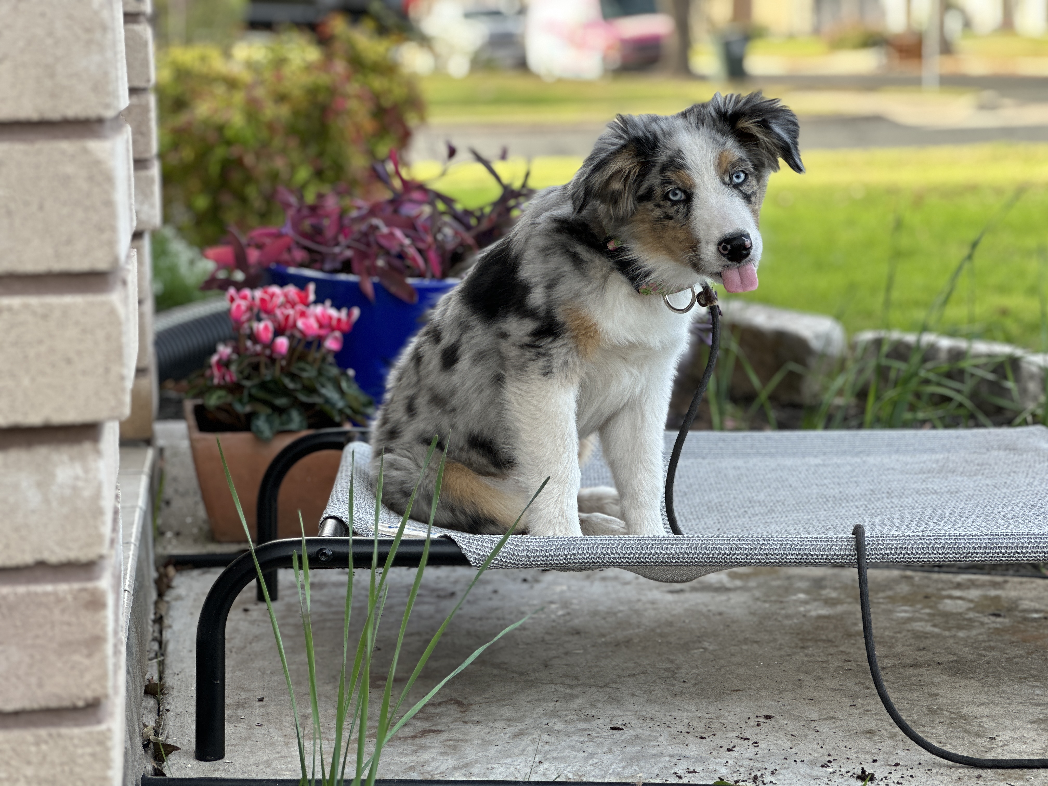 VIP Raise and Train (Houston Only) - Professional dog training program at All Dogs Training Co Houston facility